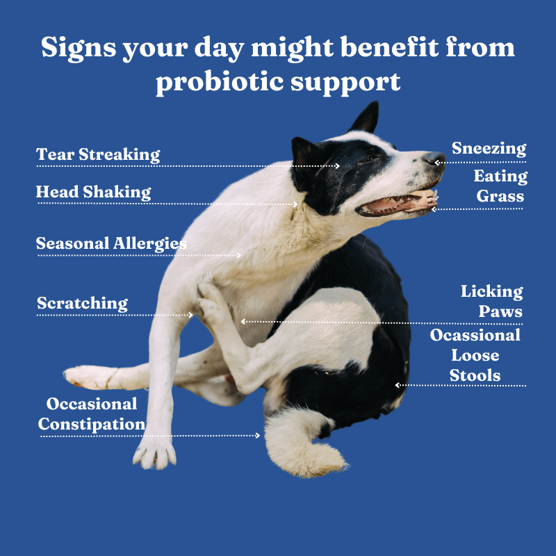 PupSups™ Probiotics for Dogs